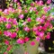 12 Bundles Artificial Flowers for Outdoors, UV Resistant Fake Flowers with Plastic Plants, Faux Flowers for Outside Window Box Front Porch Hanging Planter Decor (Pink) 13.7"D x 4"W x 4"H